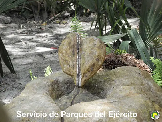 Corazón de Piedra Corazón de Piedra en el Jardín Uruguayo