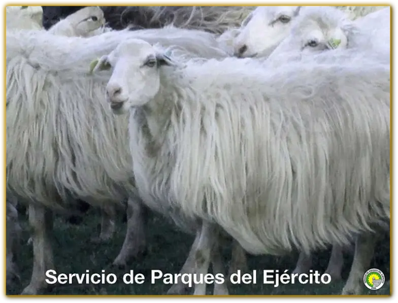 Ovejas criollas preservadas como parte del programa de conservación genética en Uruguay.