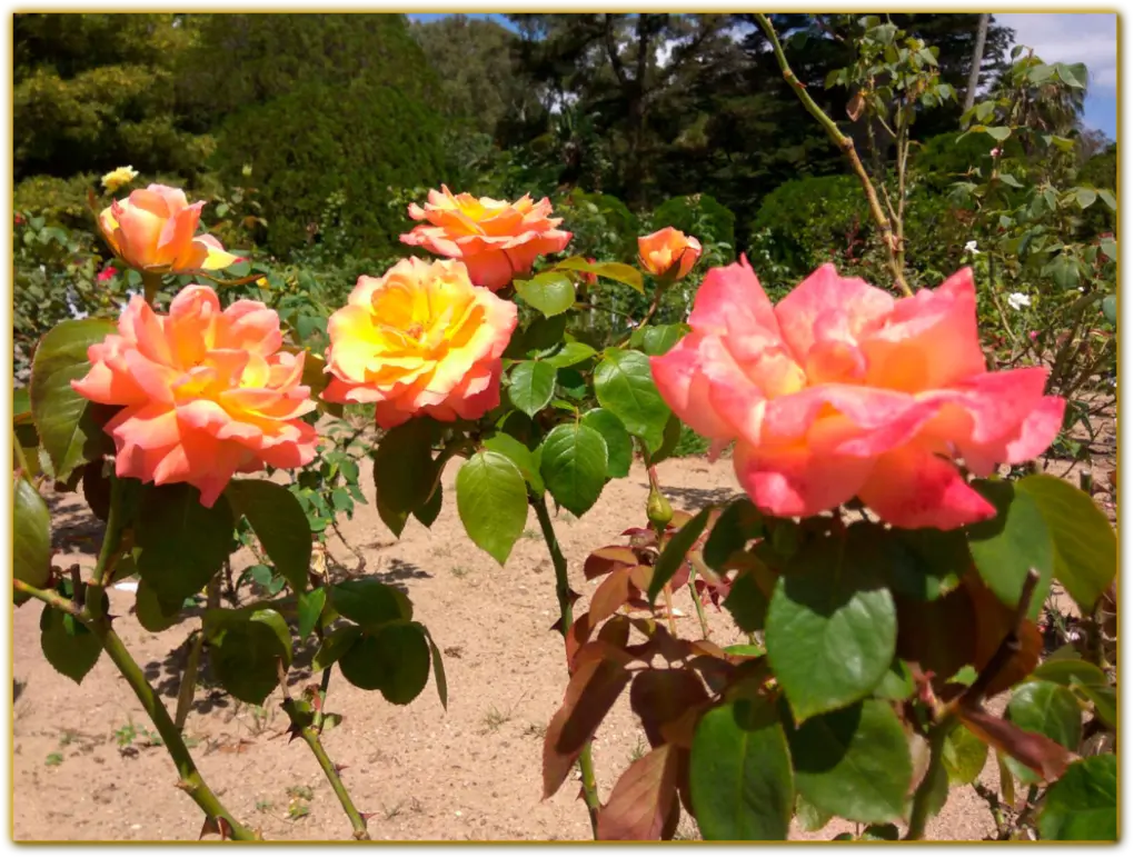 Alguns exemplares do jardim de rosas